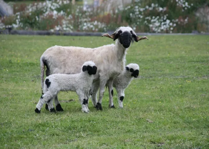Konigshof Maison d'hôtes Mallnitz